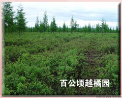 蓝莓的功效