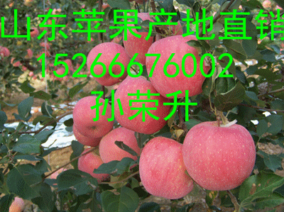 今日红富士苹果产地价格行情