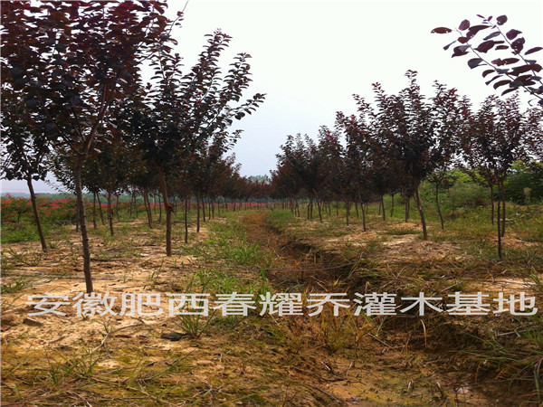 供应红叶李当年小苗10000棵