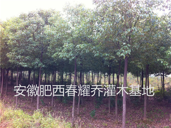 供应安徽肥西2-3-4-5-6公分香樟价格