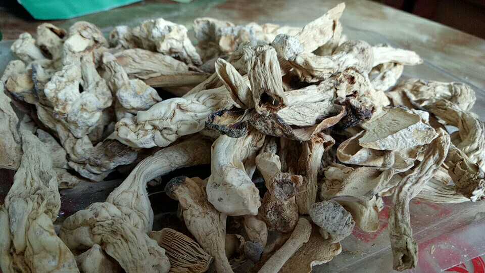 安徽野寨鸡腿菇批发  天柱山野生食用菌 无硫 绿色食品