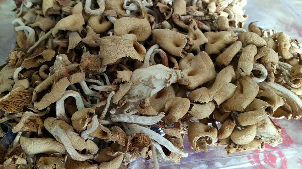 野寨黄金菇供应  安徽优质食用菌供应商  黄金菇吃法