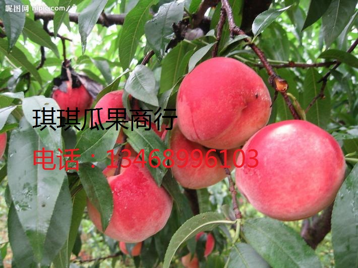 供应陕西桃子基地/陕西郑三毛桃基地/大荔县郑三毛桃产