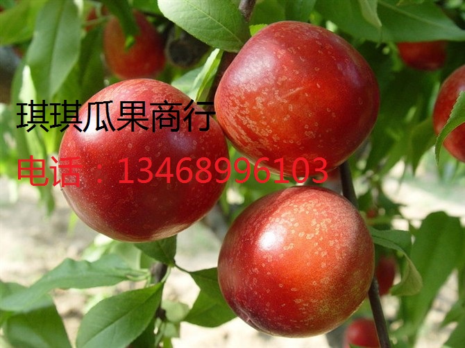 供应立春油桃陕西立春油桃价格五月阳光油桃价格中油5