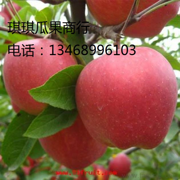 陕西红富士苹果基地 纸袋红富士苹果 膜袋红富士苹果