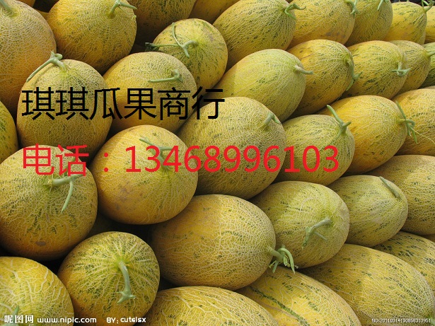 供应陕西哈密瓜价格/哈密瓜格/哈密瓜价格/大棚
