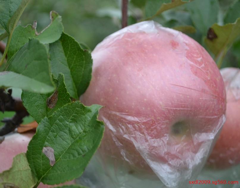 供应陕西大荔县膜袋红富士苹果价格/陕西苹果产地