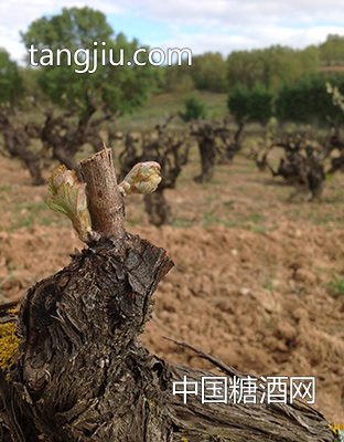 西班牙酒庄2