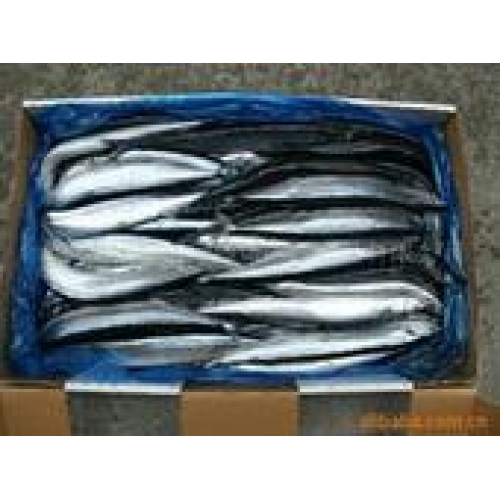 北京供应冷冻秋刀鱼