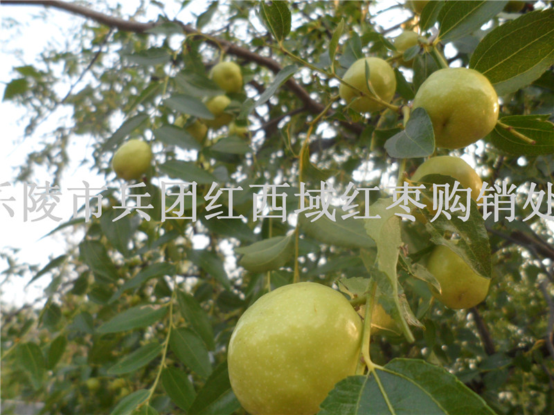 鲜铃枣供应商产地批发