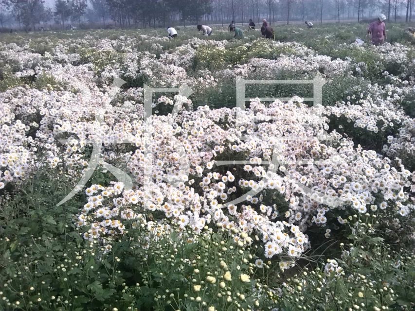 供应菊花种苗