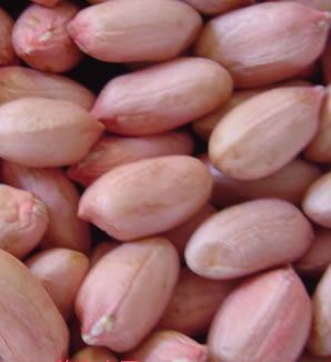 供应黄豆.花生米.泰国香米 糯米