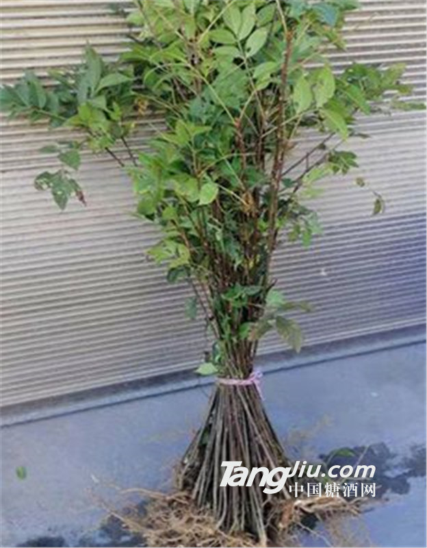 供应中花吴茱萸实生苗
