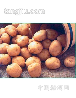保鲜蔬菜土豆