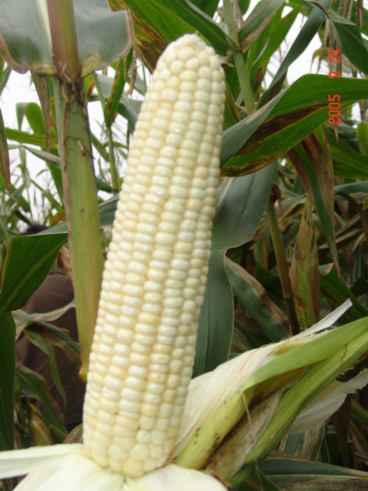 供应速冻糯玉米