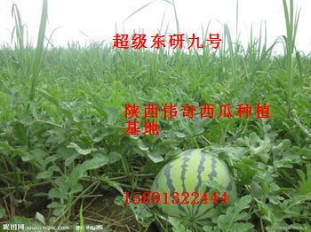 陕西大荔县万亩西瓜产地西瓜格