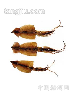 日本小鱿鱼