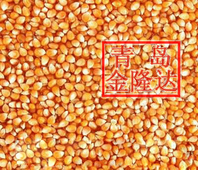 一级玉米