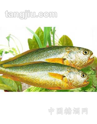 九洋大黄鱼