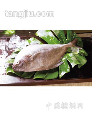 九洋黑鲳