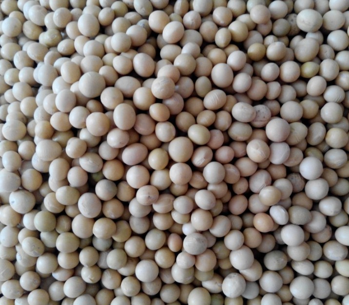 供应高蛋白质含量一级非转大豆