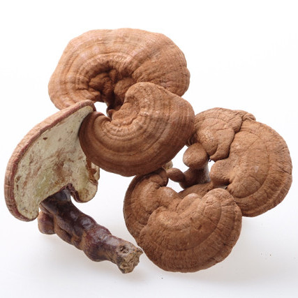 椴木灵芝 山东灵芝 冠县灵芝基地供应批发 灵芝食用方