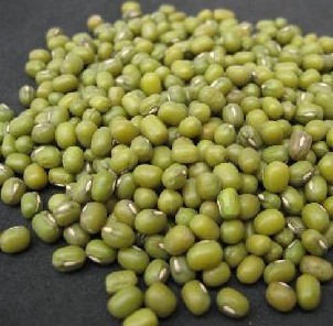 东北 优质绿豆 低价批发