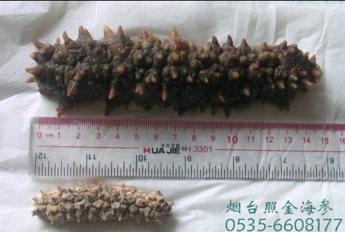 供应美国金刺王