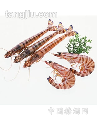 东海野生竹节虾
