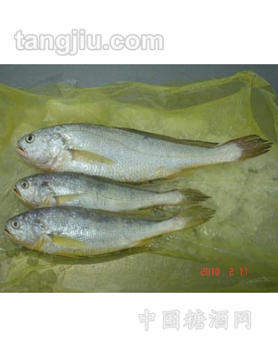 大黄鱼