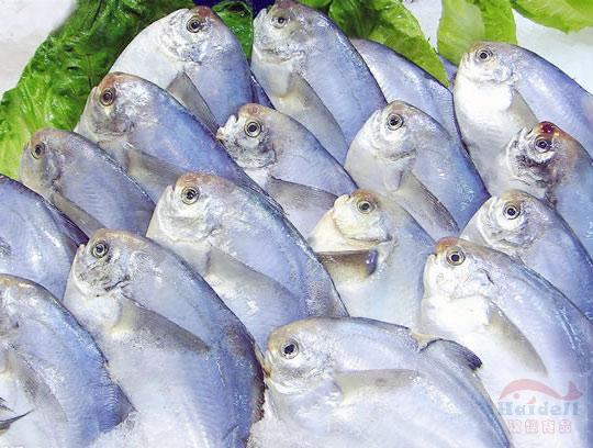 鲳鱼