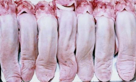 正品行货冷冻牛仔骨牛肚牛舌牛蛋