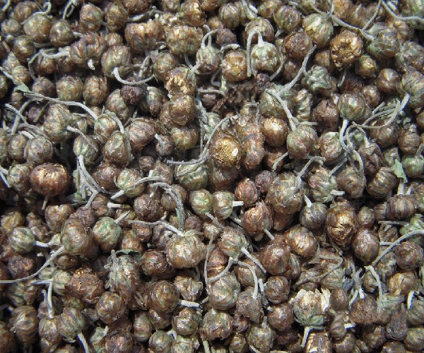 供应珍珠菊/茶叶/菊花茶