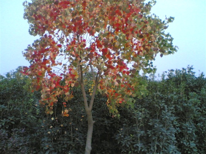 安徽肥西乌桕树