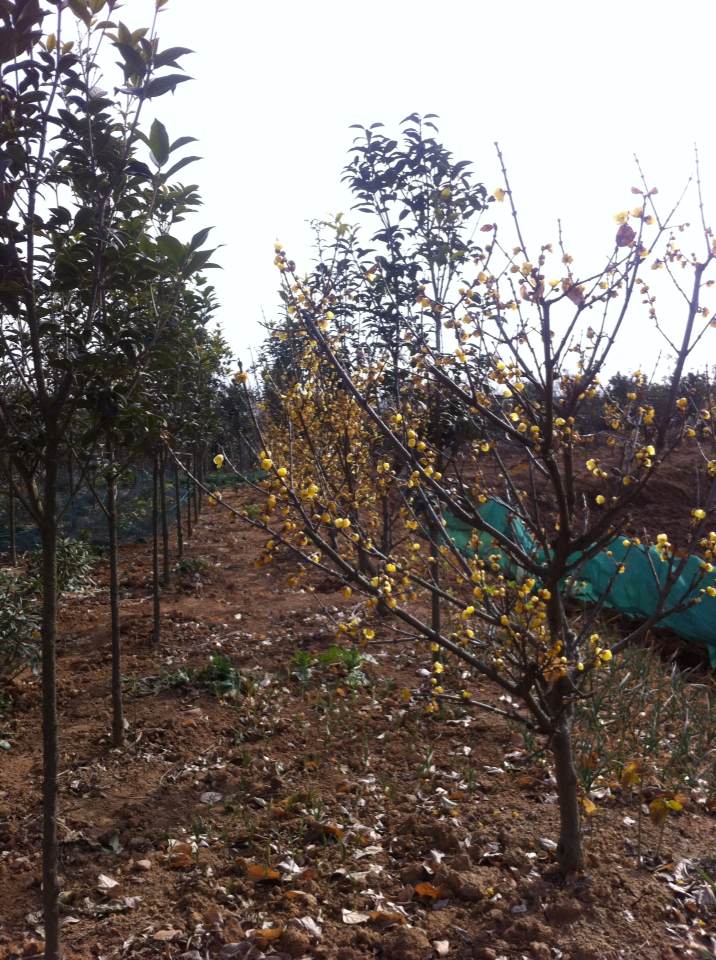 安徽腊梅，素心腊梅，腊梅盆景，红梅花