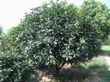 供应安徽中华石楠，老式石楠，合肥本石楠，红叶石楠，