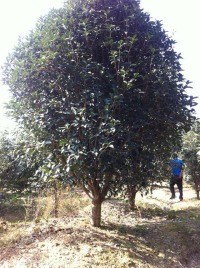 供应安徽合肥桂花树，肥西单杆桂花2-15公分，金桂小苗