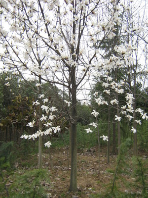 供应安徽合肥米径2-12公分白玉兰，肥西广玉兰，红花玉