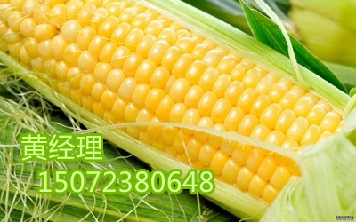 黄经理现金收购玉米