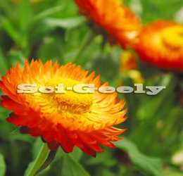 供应40%-80%叶黄素酯，金盏菊提取物，万寿菊提取物