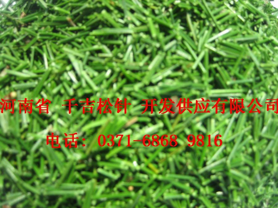 供应松针茶，青松不老松针茶，绿色空间松针茶。松针
