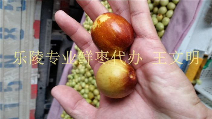 乐陵早熟鲜枣