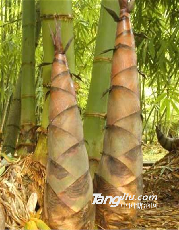 供应桂粤麻竹苗品种介绍