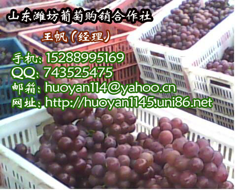大量供应大粒巨峰葡萄