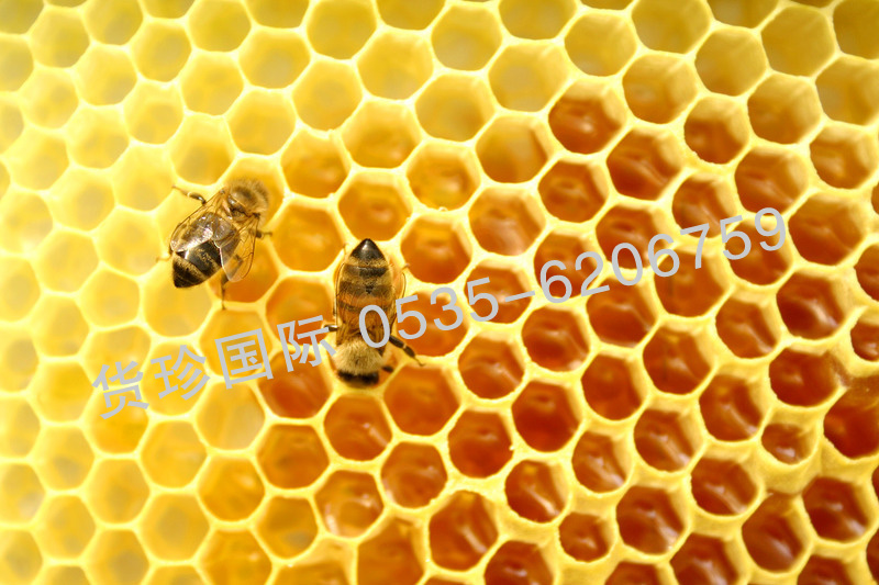 原瓶进口巴基斯坦野生树蜂蜂蜜全国招商中