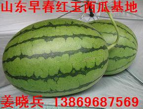 山东潍坊早春红玉西瓜