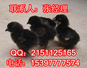 江油哪里有土鸡苗卖