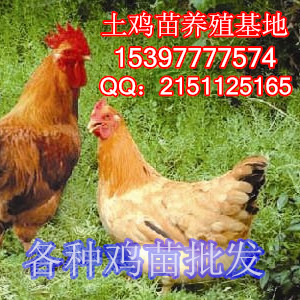 北川哪里有土鸡苗批发基地