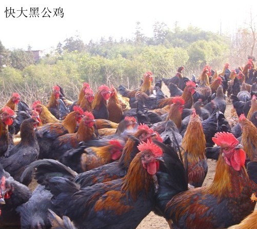 四川宜宾屏山县快大黑鸡苗供应，快大黑鸡苗供应