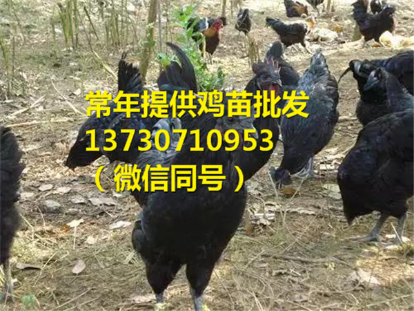 四川西昌会东县绿壳蛋鸡苗的价格，绿壳蛋鸡苗厂家